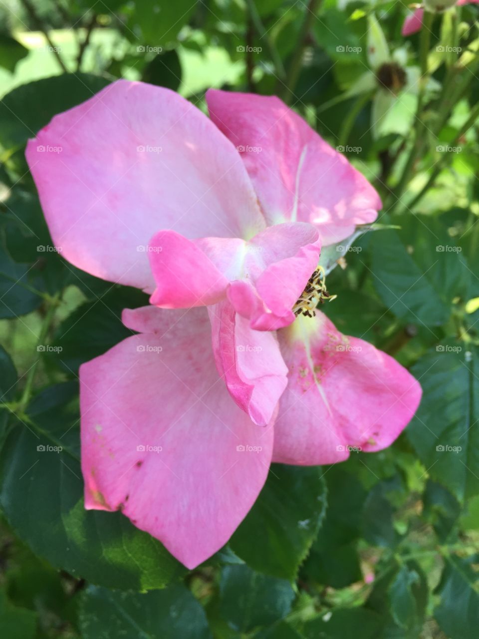 Rose in the Autumn in our garden 