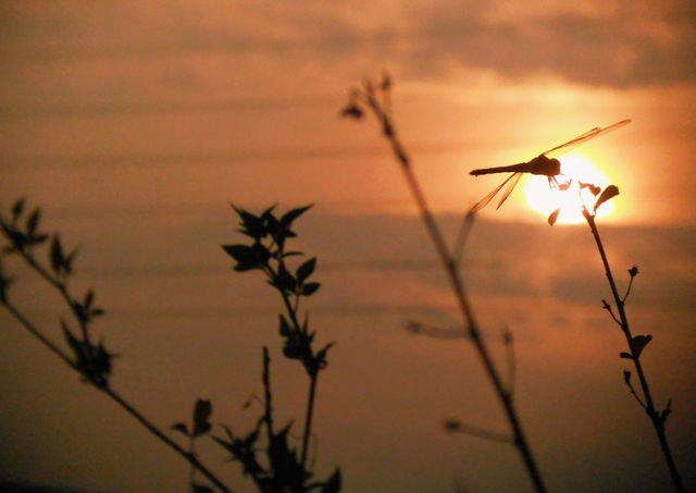 Dragonfly silhouette amidst the beauty of the sunset