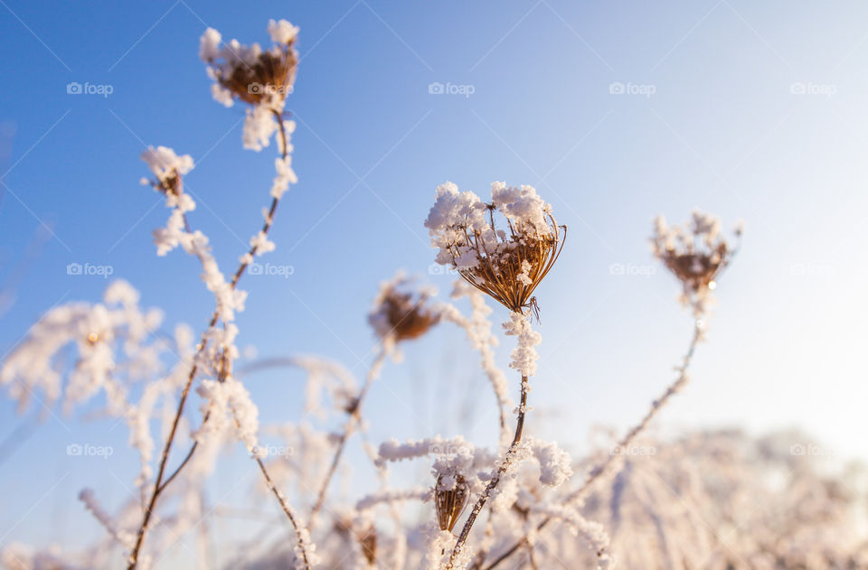 Snow flowers 