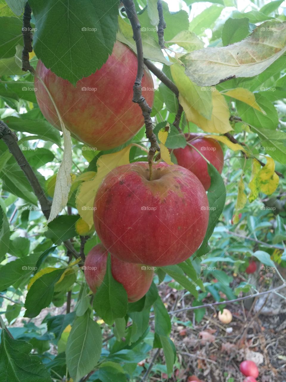  unpicked.  Ohio apple orchard field trip