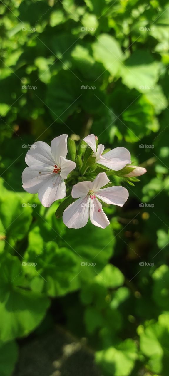 Image of beautiful white Flower with green leaves