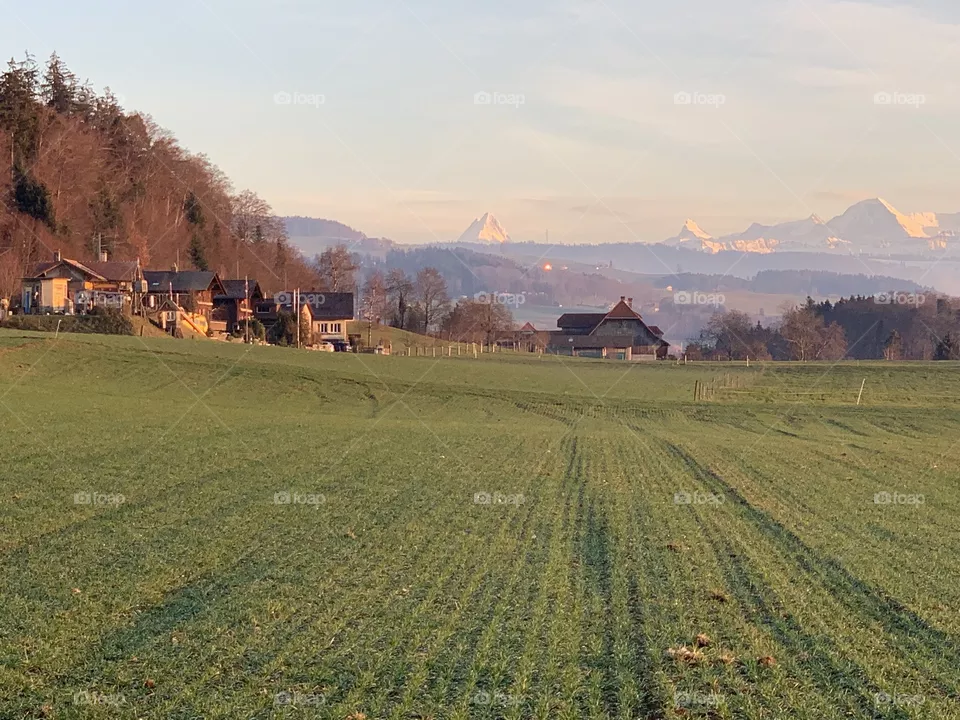 Swiss 