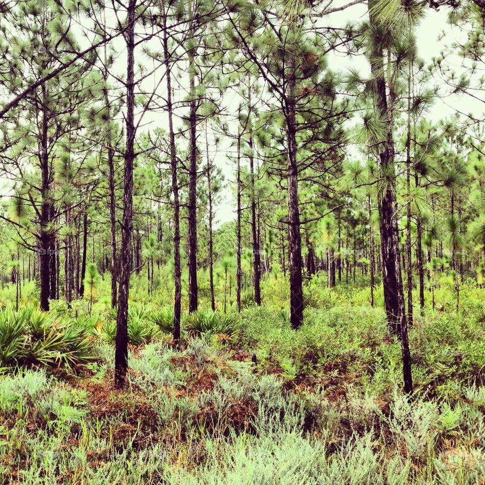 Florida forest 