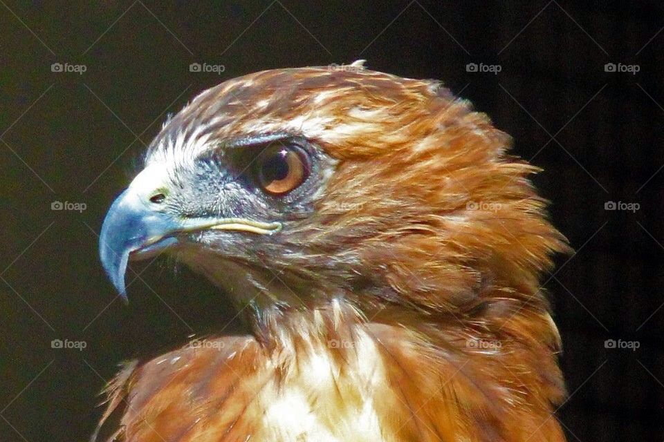 Red tailed hawk
