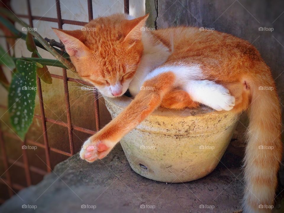 The Cat Plant. Our pet cat loves to sleep on one of my mom's pots. 