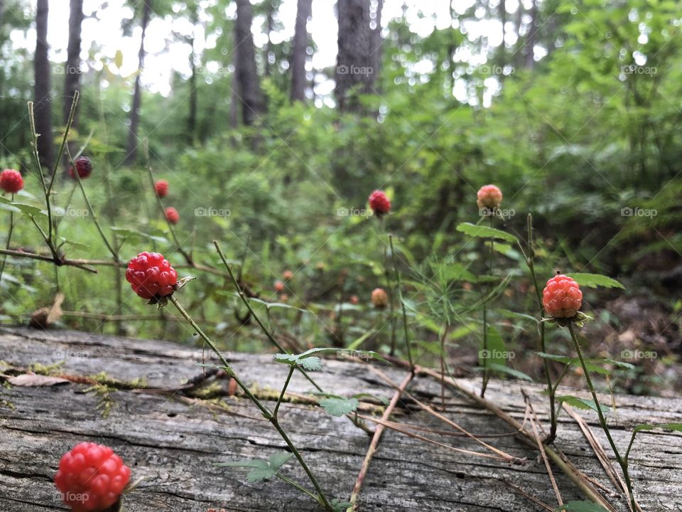 Wild berries 