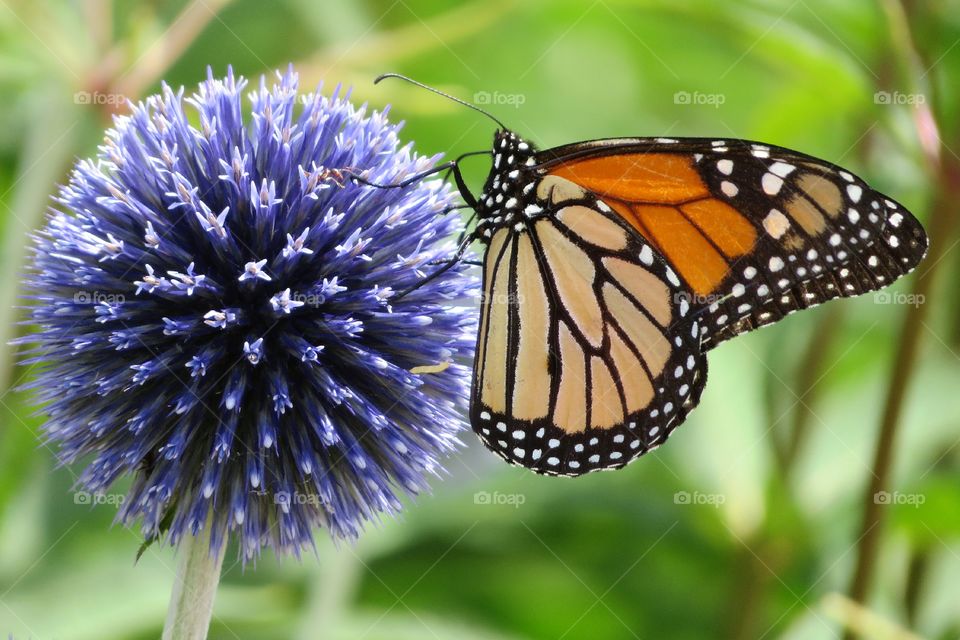 Monarch on Allium