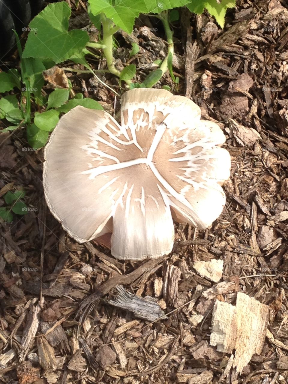 Mushroom. This is a mushroom that popped up on the ground up stump of our Ash tree that we had to take down due to ash borer 