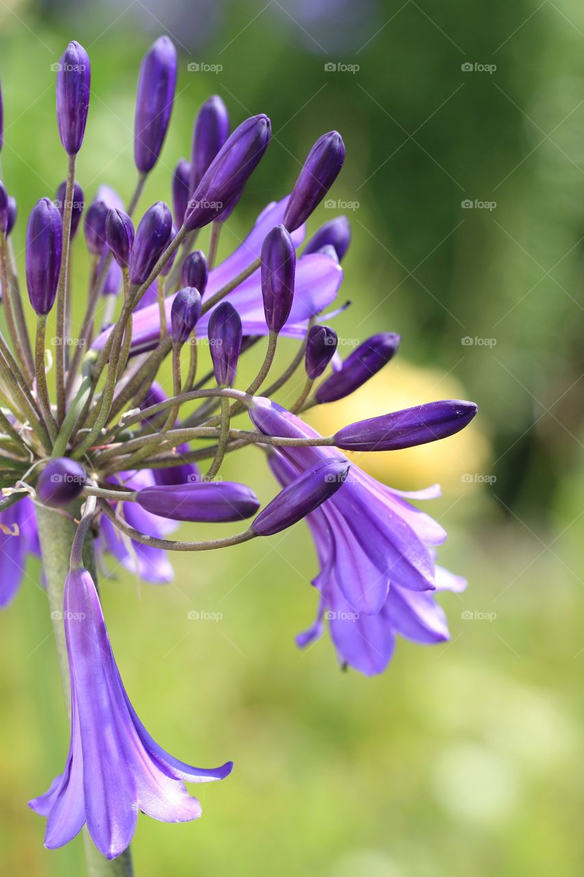 An agapanthus flower in close up.