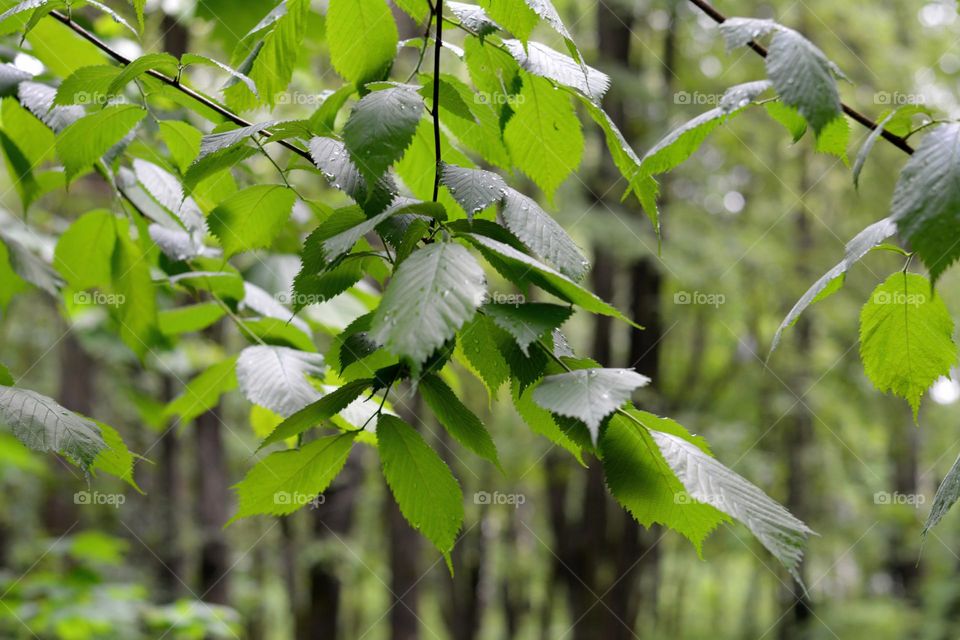 green leaves branch tree spring nature