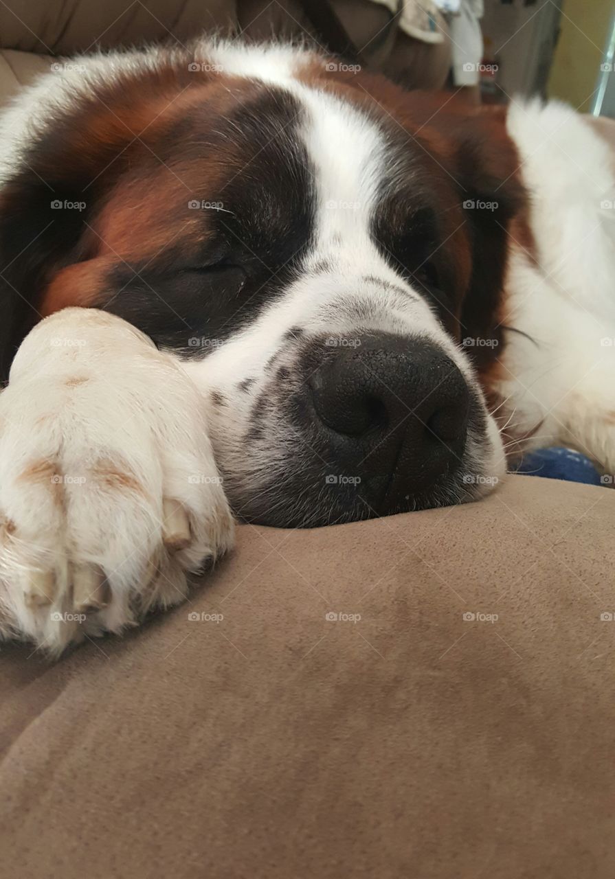 st. bernard