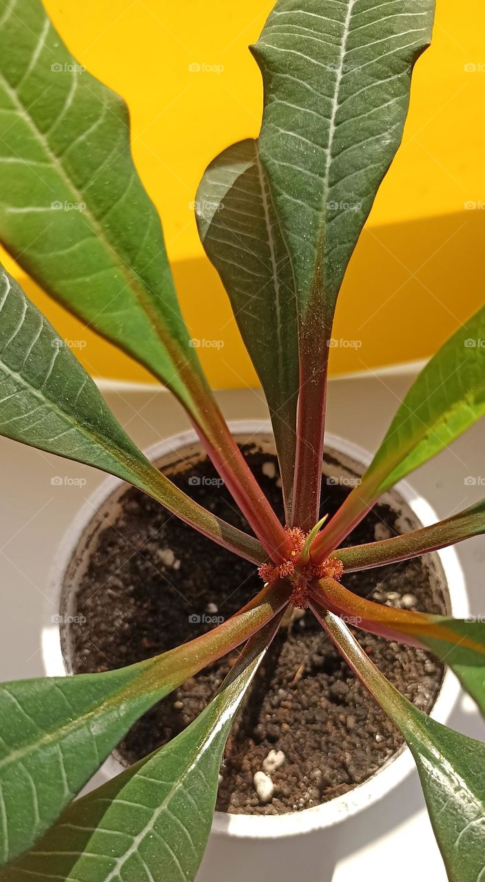 green plant in the pot close up, love earth