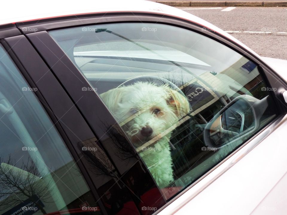 Dog. Locked in car