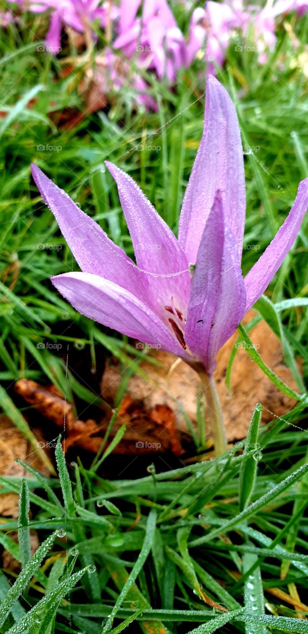 Spring flower in autumn