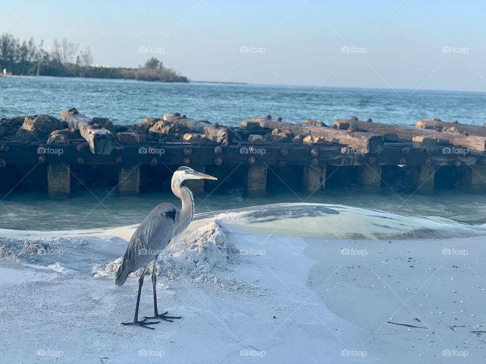 Wildlife on the Gulf coast 