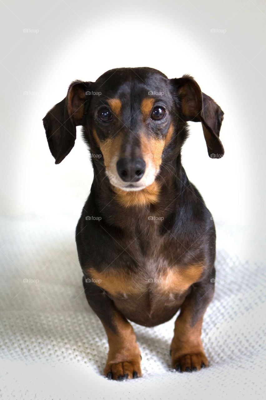 Little dog looking at camera