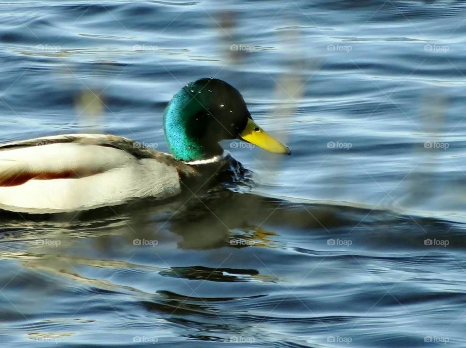 Mallard duck