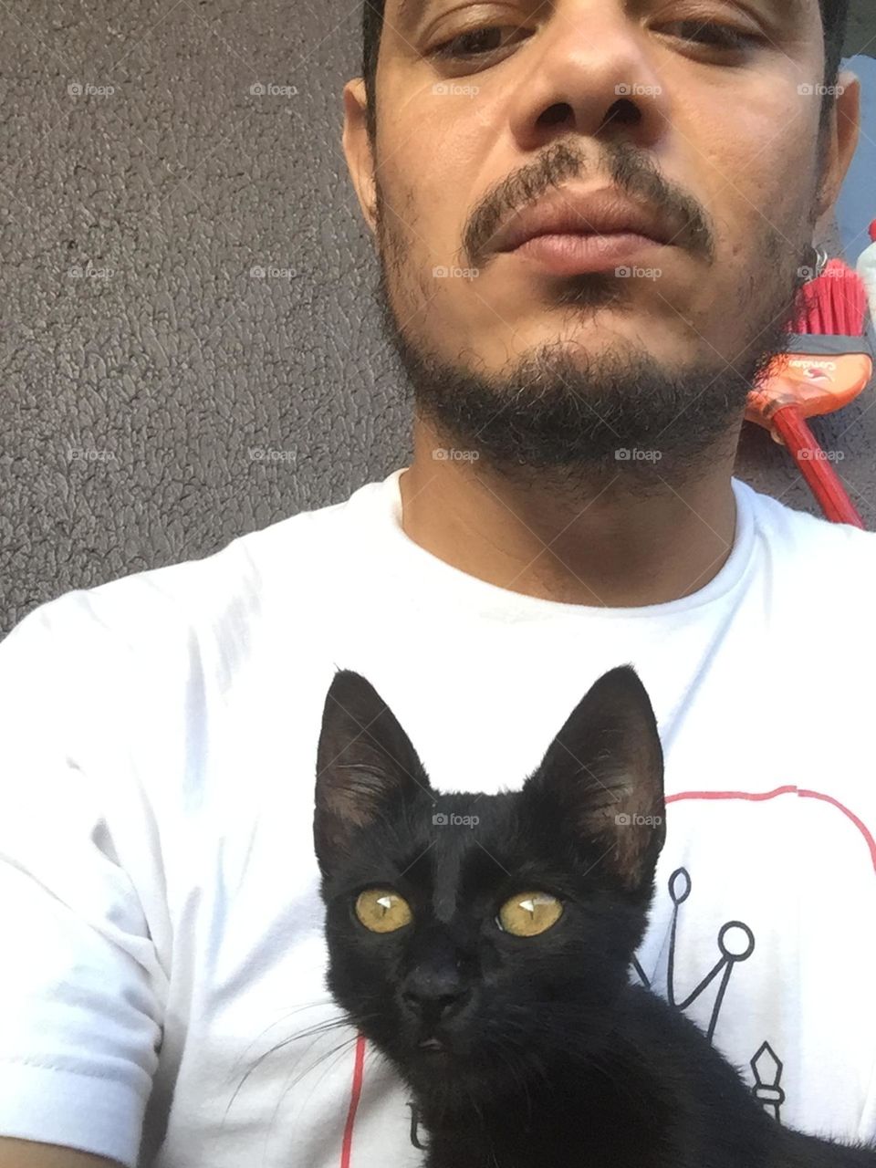 Meu gato