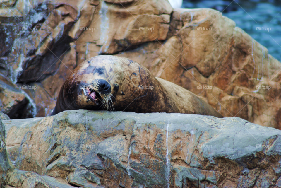 brown rocks animals captivity by sher4492000