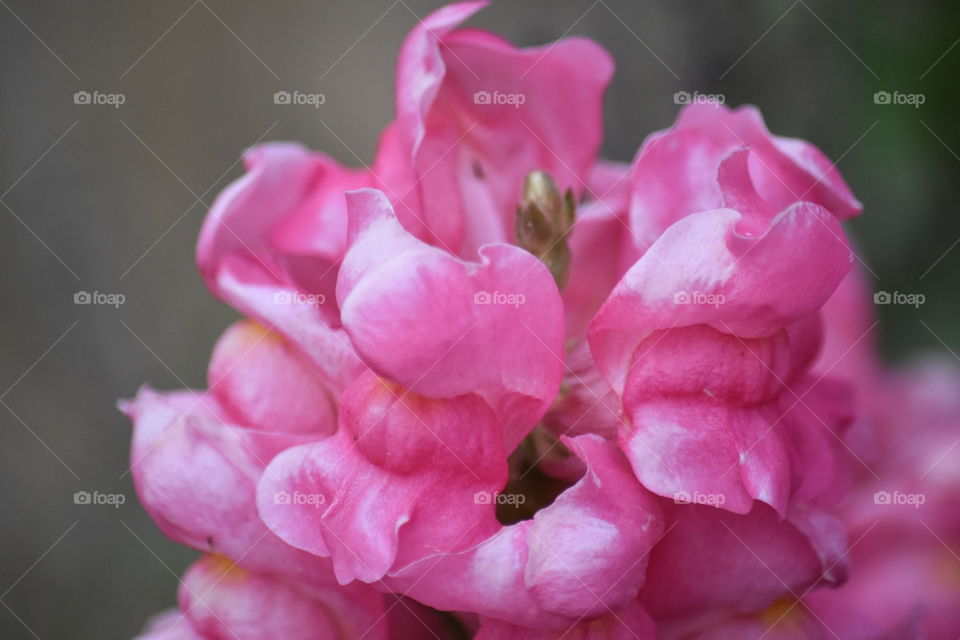 Beautiful and Bountiful 