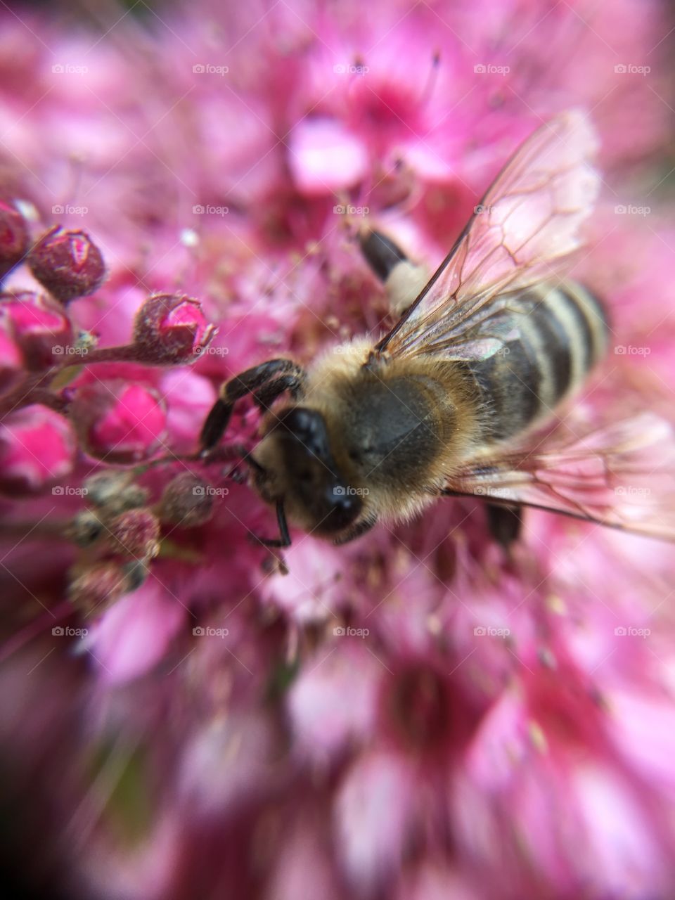 Bee on flower