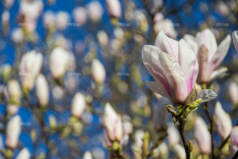 Magnolia flowers in a park in Lund Sweden.