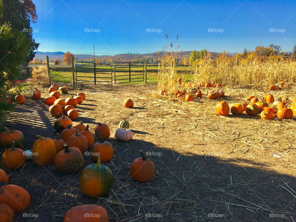 Fall, Pumpkin, Halloween, Pasture, Thanksgiving