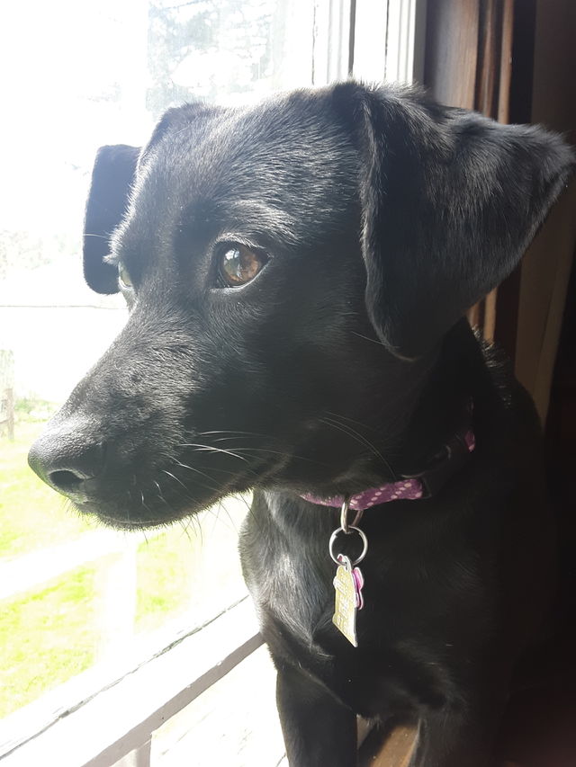 rescue dog