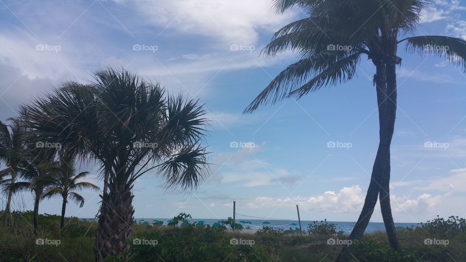 the. loving palm tree