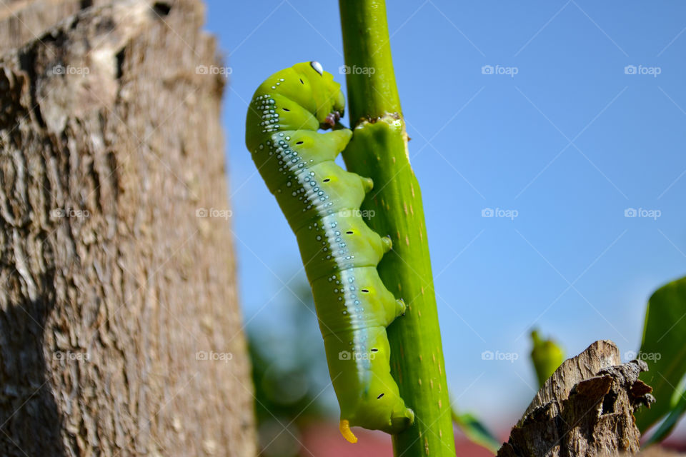 Hawk moth caterpillar perching on branch