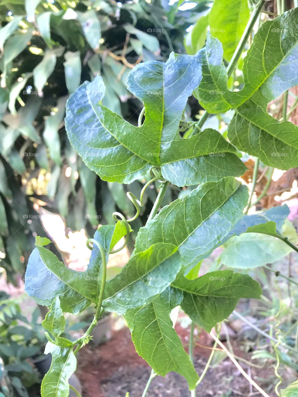 Passiflora foltida Linn. 