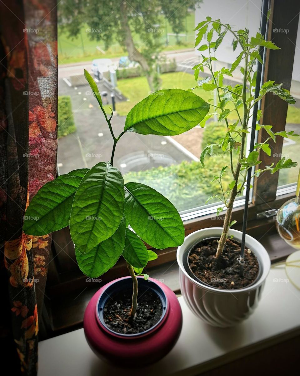 My lemon and tomato plants