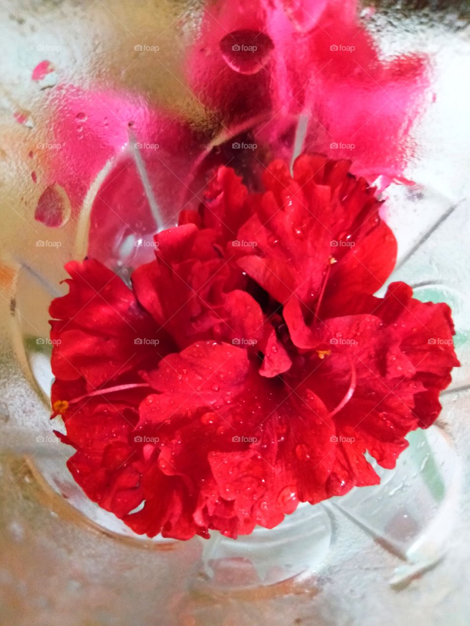 Red hibiscus 🌺 flower