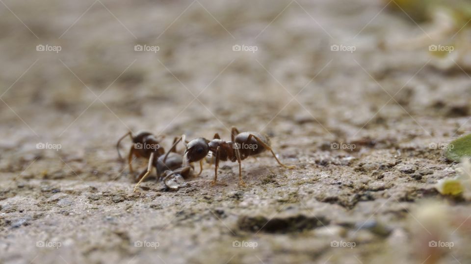 Ants on the floor