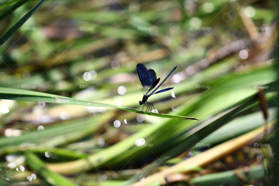 Dragonfly 