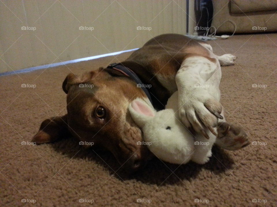 You can have your bunny and eat it too