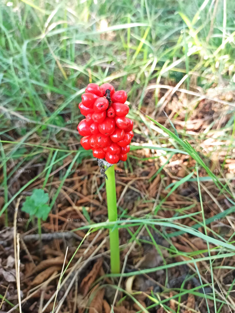 red plant