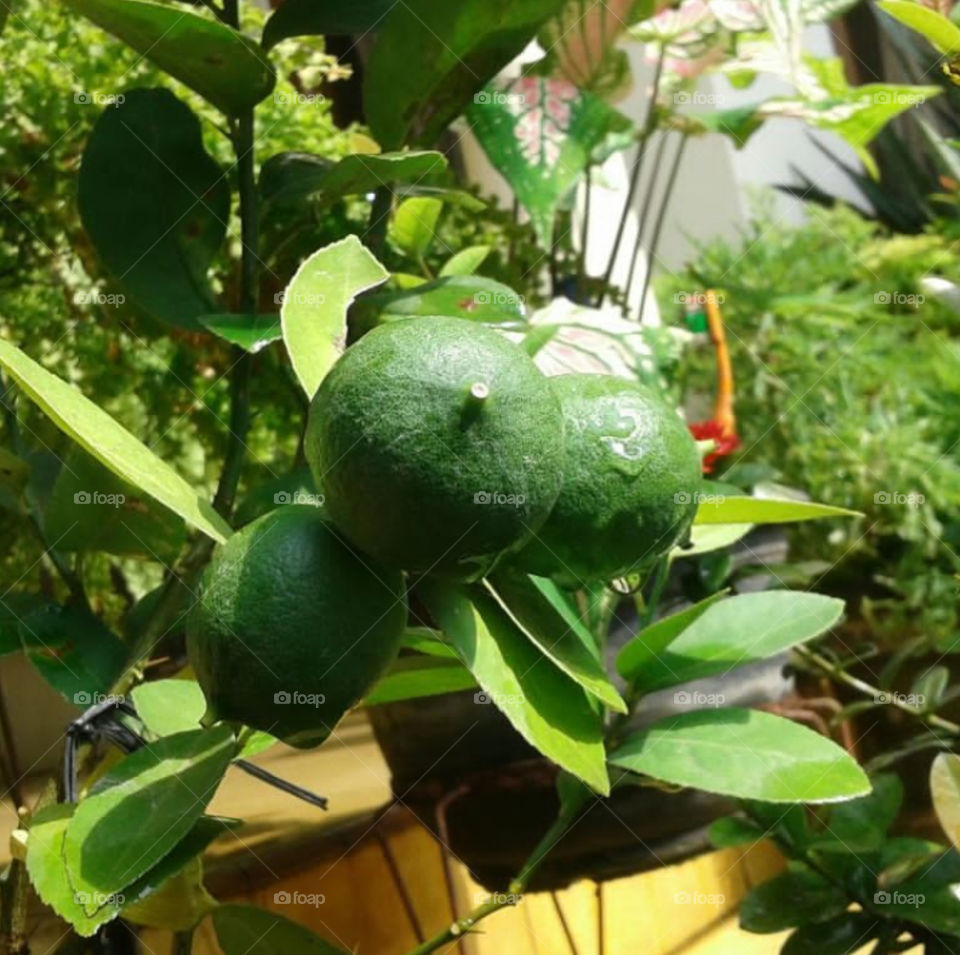 Lime in a tree