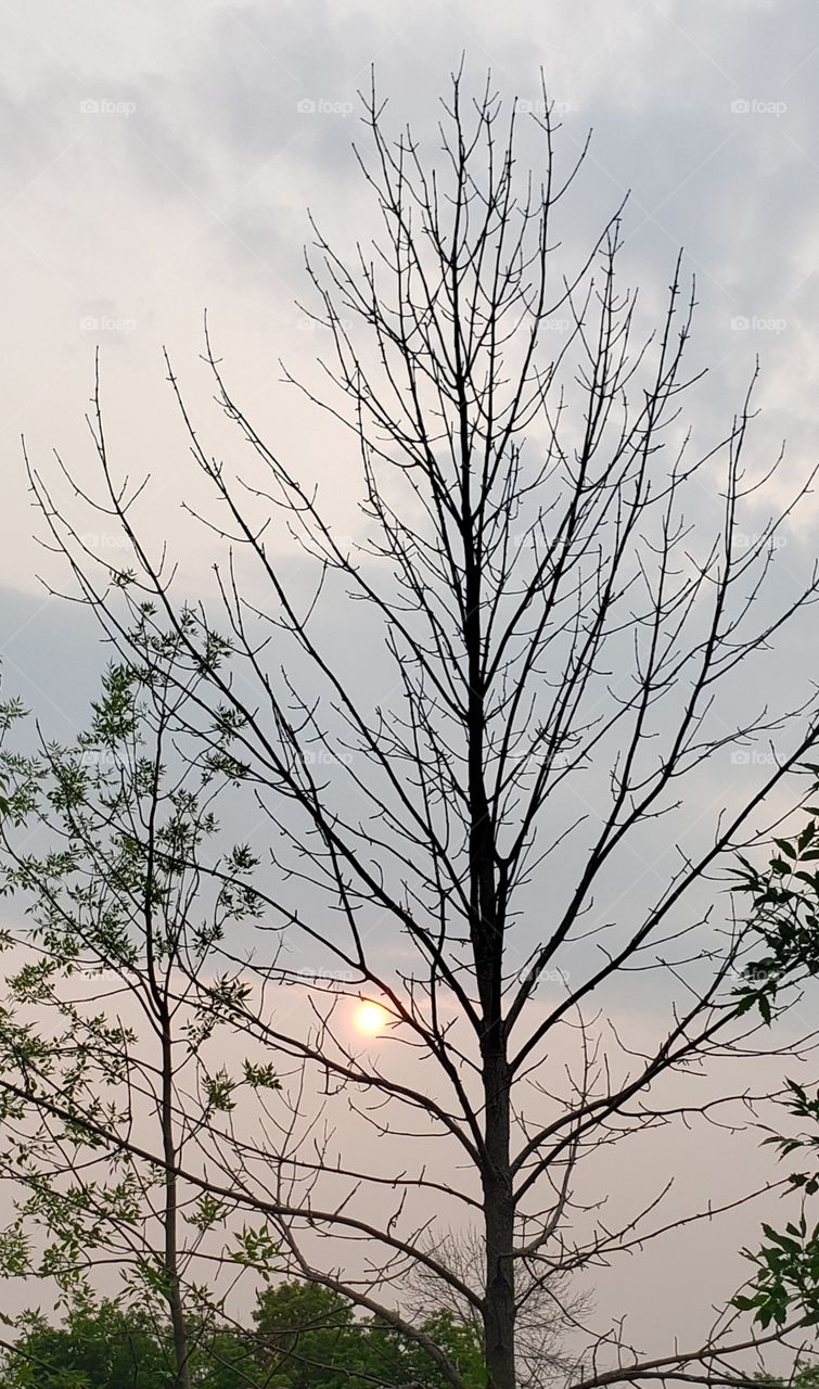 Sunset on the tree,