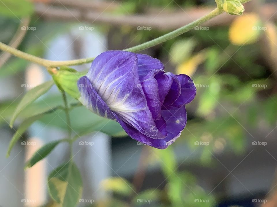 Plants around everywhere, Countryside (Thailand)