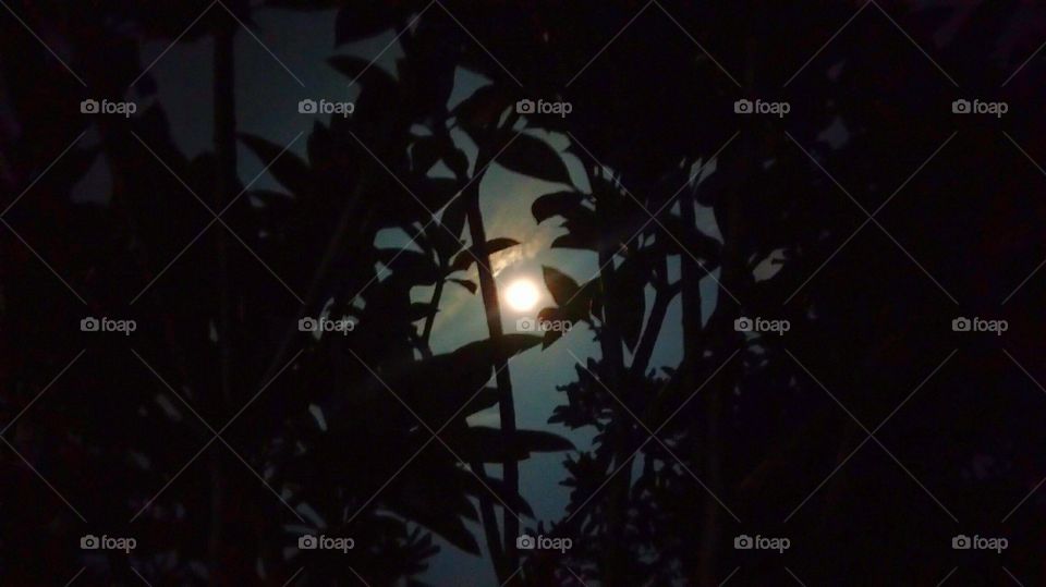 From Behind The Trees