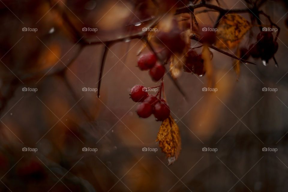 Autumn hawthorn berries macro photo