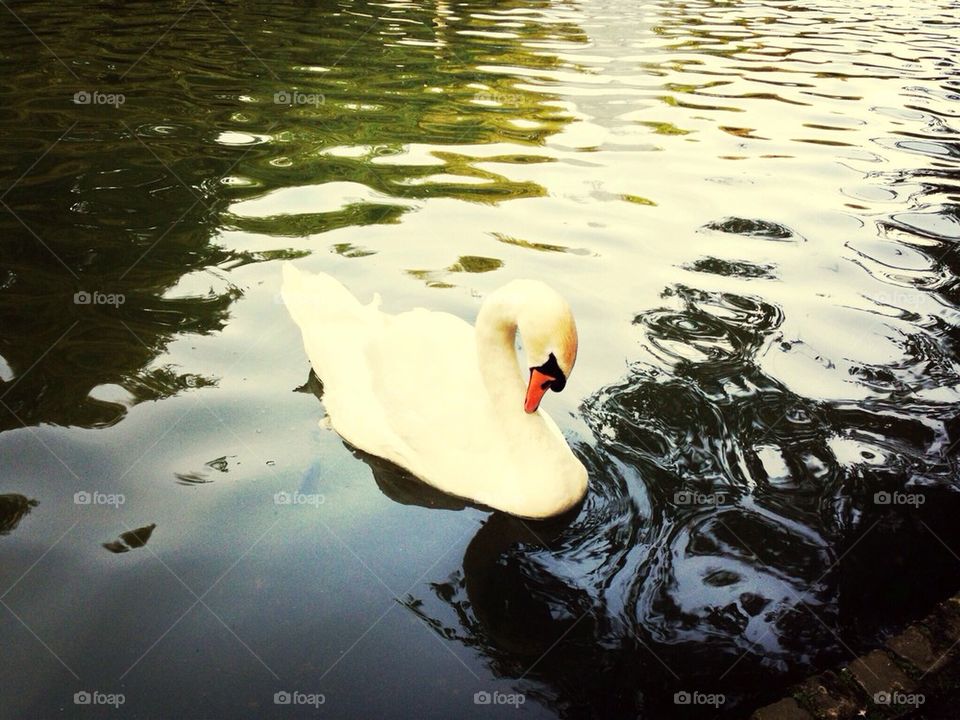 Swan in Brugges