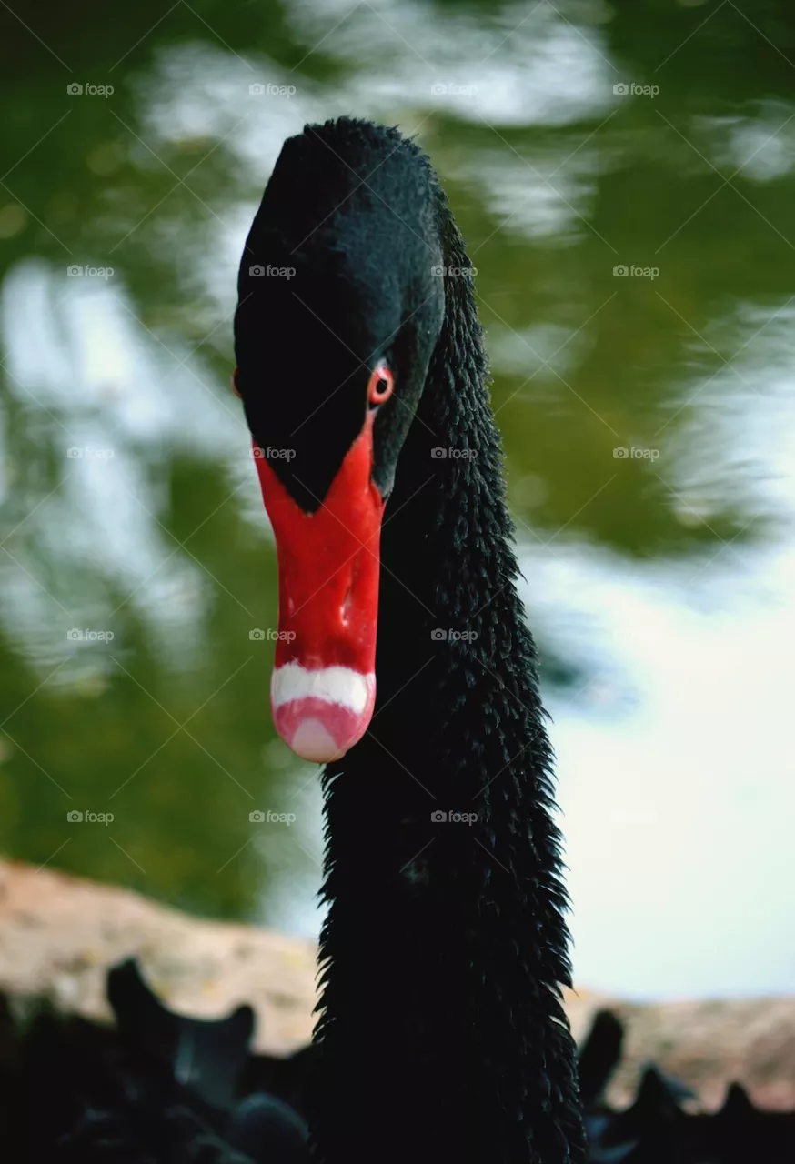 swan