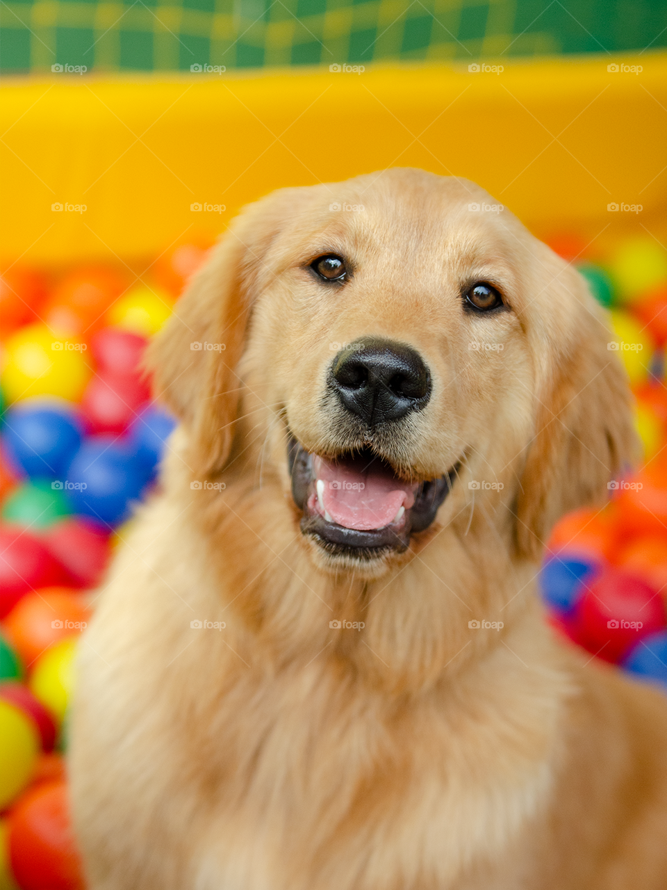 Happy golden retriever with a ball pit on the background 