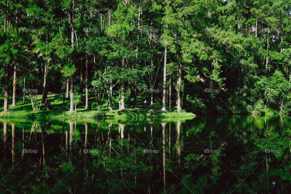 Trees at the shore of a lake, at Piracicaba, Brazil. Beautiful forest shot of green pines, reflexions on the water.