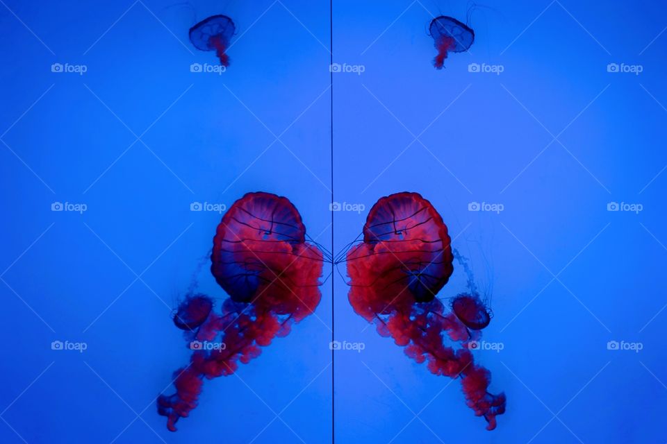 Mesmerising reflection of jellyfish