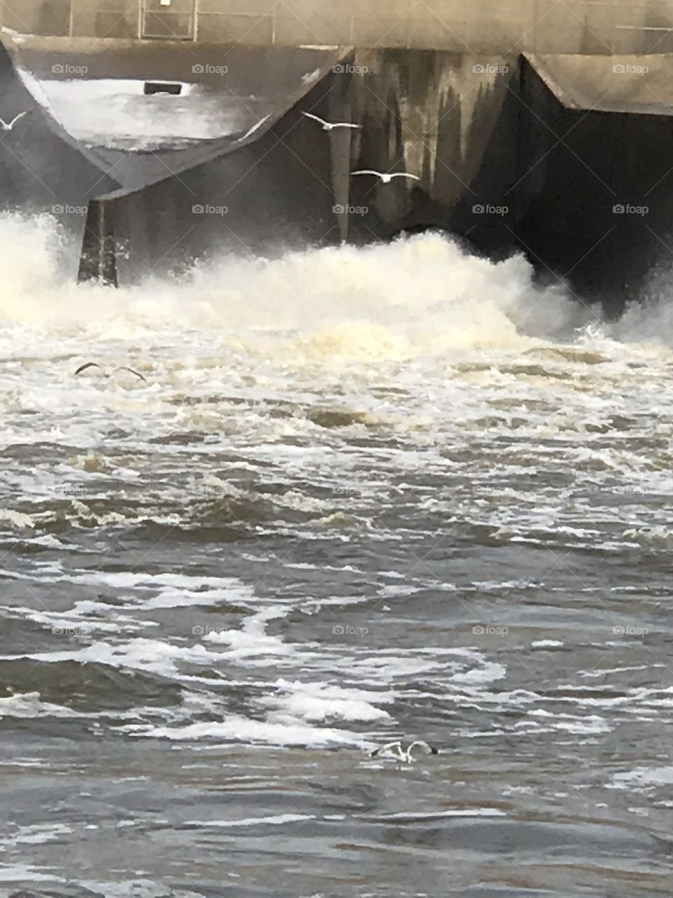 US Army Corps of Engineers, Verdigris River Park, Oologah Lake Dam, Oklahoma winter January powerful turbulence at flood gates water release with seagull birds searching surface for bait fish, white foam on water and mist in the air