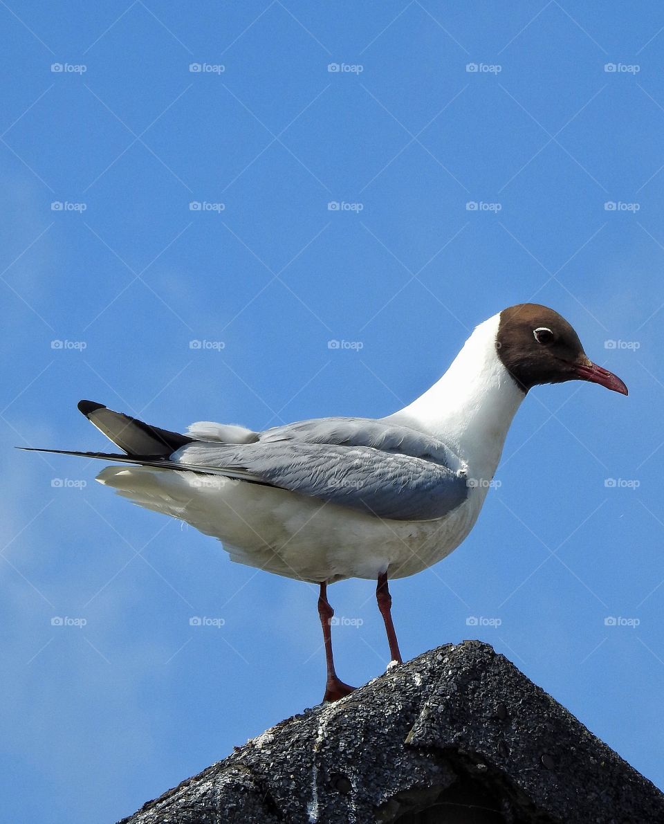 Bird, Seagulls, Wildlife, Flight, Animal