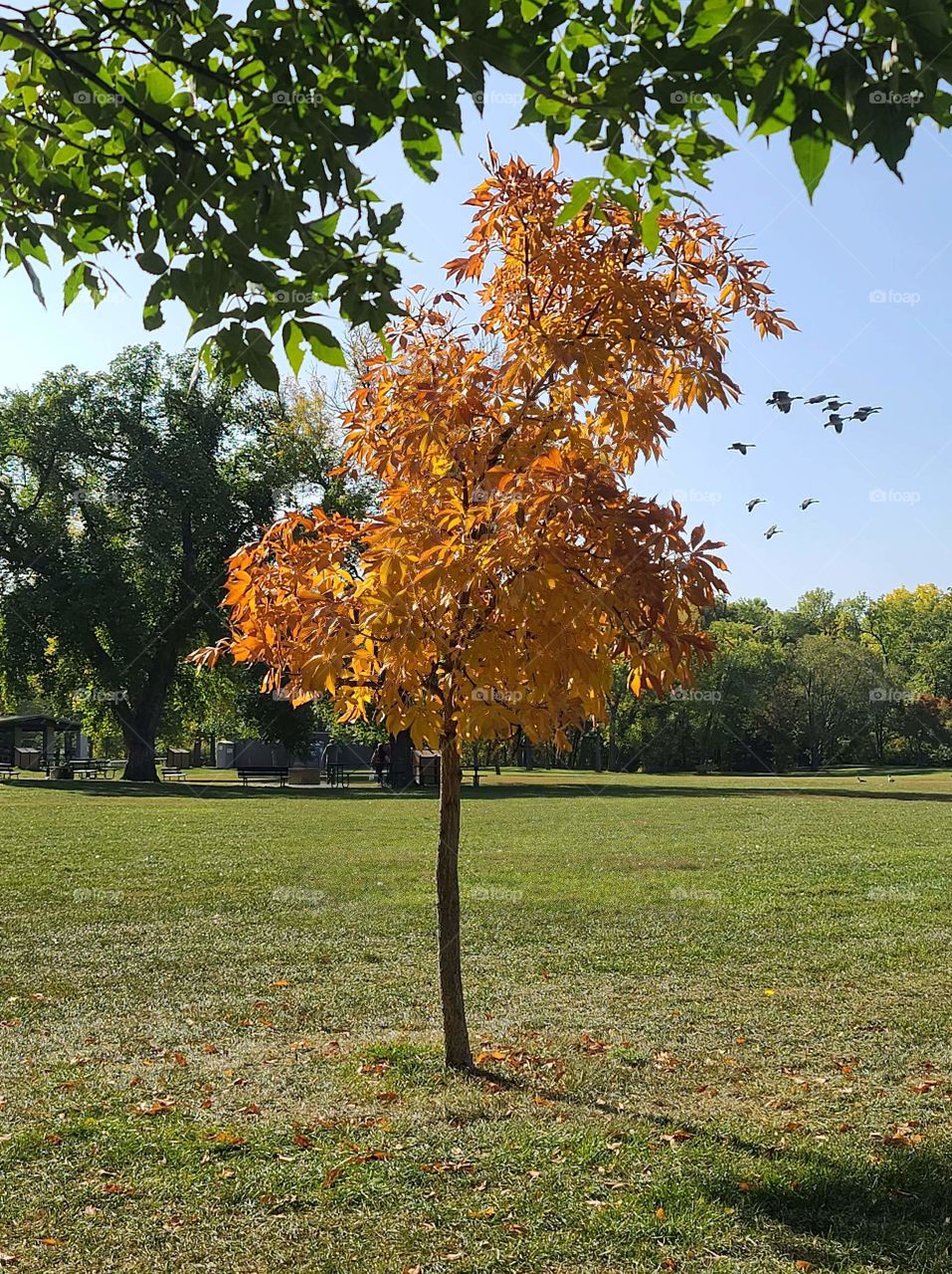 Beautiful autumn tree